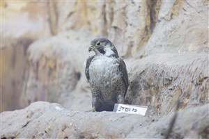 Image description is not available for 1983.86.1